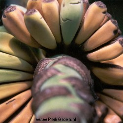 Copyright www.PerkGroen.nl
